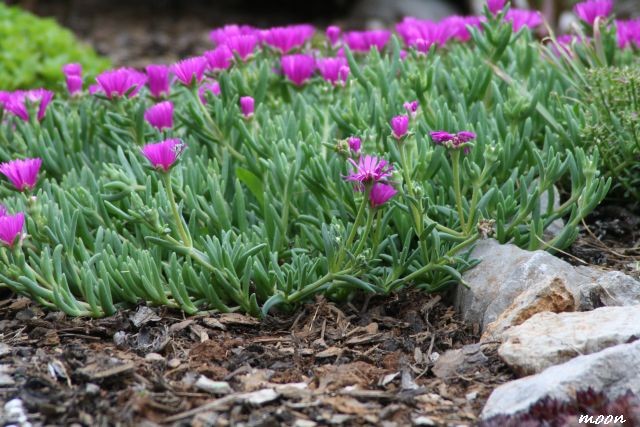 delsperma